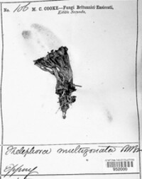 Podoscypha multizonata image